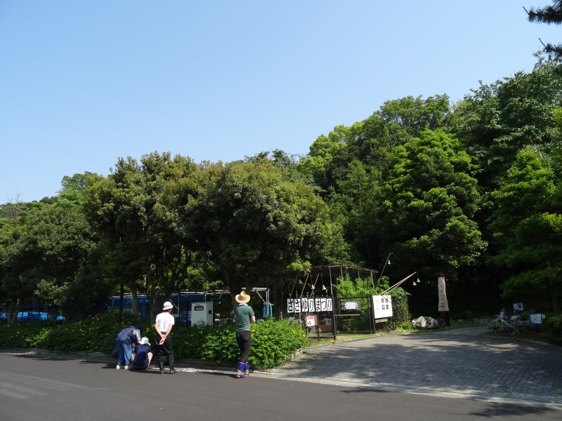 ササユリが今２２輪咲いています　　in　　うみべの森　　　　　by　　　  (TATE-misaki)_c0108460_00345492.jpg