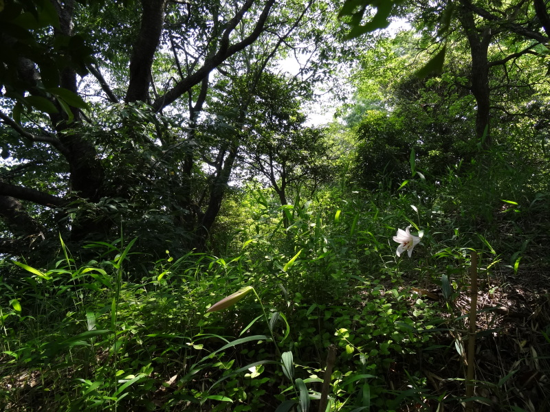 ササユリが今２２輪咲いています　　in　　うみべの森　　　　　by　　　  (TATE-misaki)_c0108460_00452730.jpg