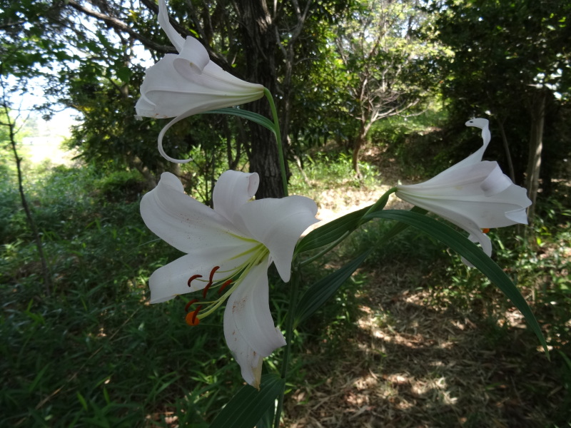 ササユリが今２２輪咲いています　　in　　うみべの森　　　　　by　　　  (TATE-misaki)_c0108460_00473555.jpg