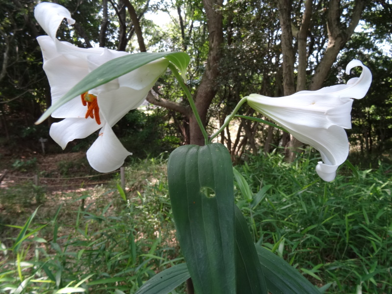 ササユリが今２２輪咲いています　　in　　うみべの森　　　　　by　　　  (TATE-misaki)_c0108460_00532426.jpg