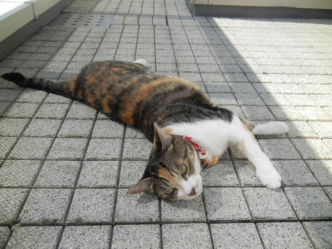 ’14,6,1(日)6月なのにもう夏日!_f0060461_9205587.jpg