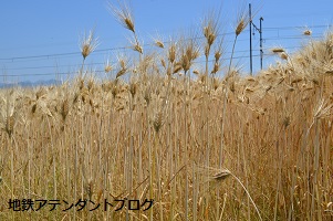 地鉄沿線を撮ってみました!黄金の景色編_a0243562_15430331.jpg