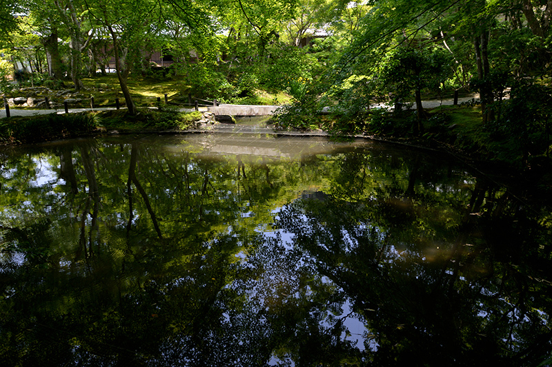 圓光寺・初夏の華_c0317868_11395229.jpg