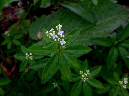 小さな白い花 オククルマムグラ 野に咲く北国の花