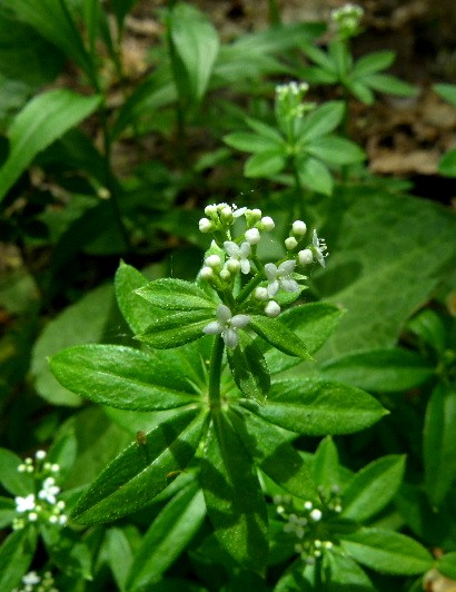 小さな白い花 オククルマムグラ 野に咲く北国の花 小さな白い花 オククルマムグラ 野に咲く北国の花