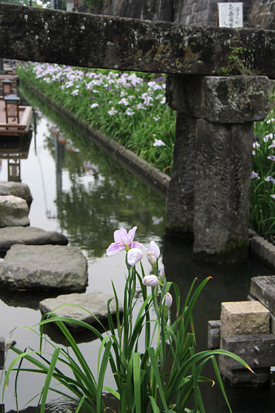 「高瀬裏川花しょうぶ祭り」2014_c0152779_19101731.jpg