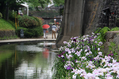 「高瀬裏川花しょうぶ祭り」2014_c0152779_1911489.jpg