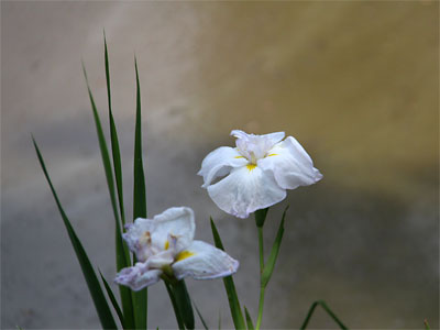 佐賀・蓮池公園のしょうぶ　6/1（日）_c0152779_20514975.jpg