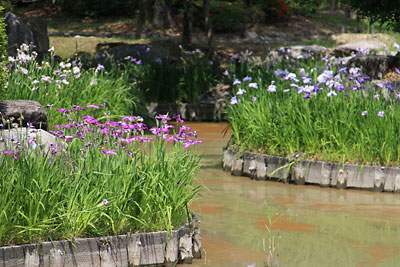 佐賀・蓮池公園のしょうぶ　6/1（日）_c0152779_20521429.jpg