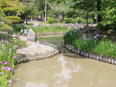 佐賀・蓮池公園のしょうぶ　6/1（日）_c0152779_2052254.jpg