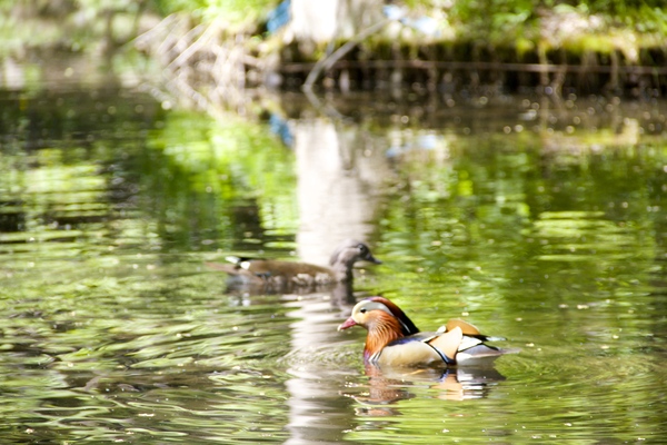 初夏の円山公園〜２〜_e0068480_16492014.jpg