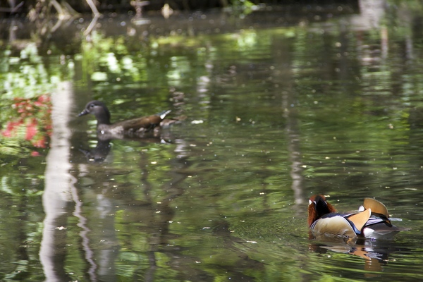 初夏の円山公園〜２〜_e0068480_16525965.jpg