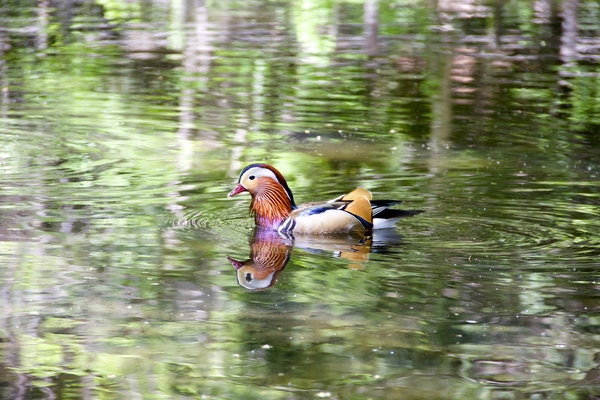 初夏の円山公園〜２〜_e0068480_16571251.jpg