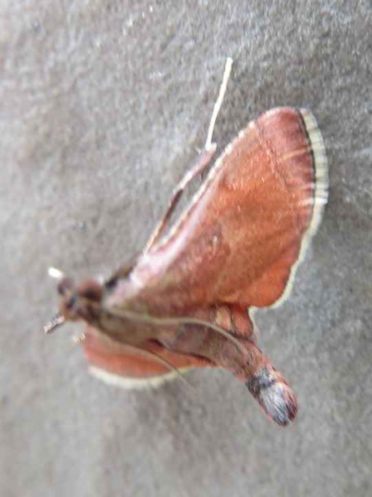 小さい蛾 写ればおっけー コンデジで虫写真 小さい蛾 写ればおっけー コンデジで虫写真