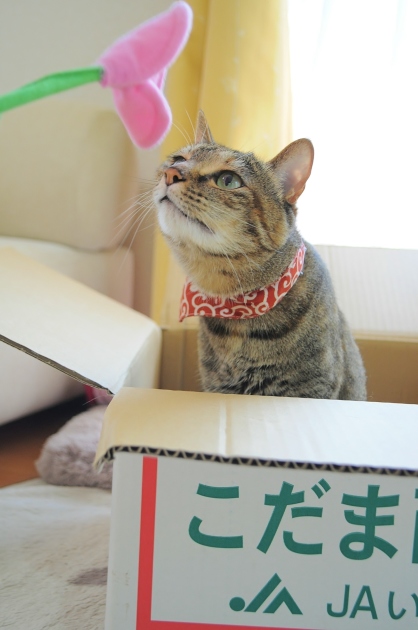 美人さん_a0126590_23054675.jpg