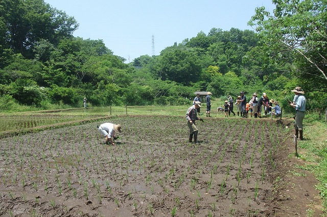 ■　田植え　　　14.6.1_e0070891_1823844.jpg