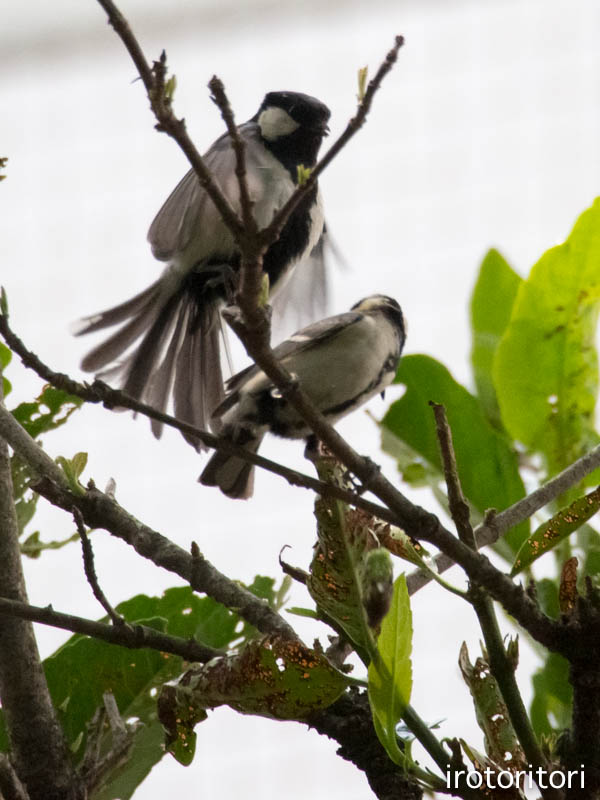 待ち合わせ〜？！　　（シジュウカラ）　　2014/05/30_d0146592_2325496.jpg