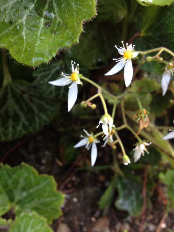 家のお花～初夏のお花（其の一、雪の下）_e0152493_2281451.jpg