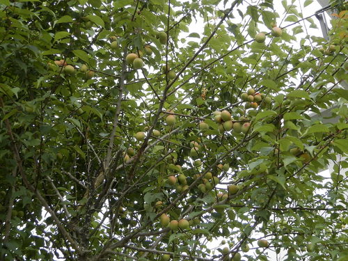 f0181793_17435079.jpg