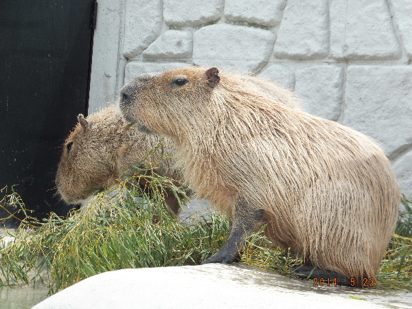 d0080998_00414667.jpg