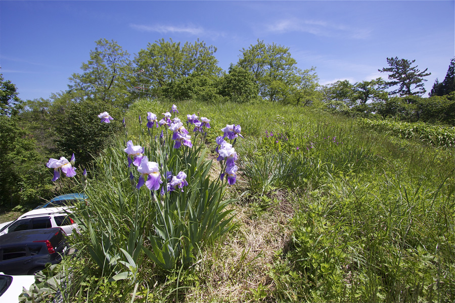 アトリエの芝置屋根のイチハツ_e0054299_8221762.jpg