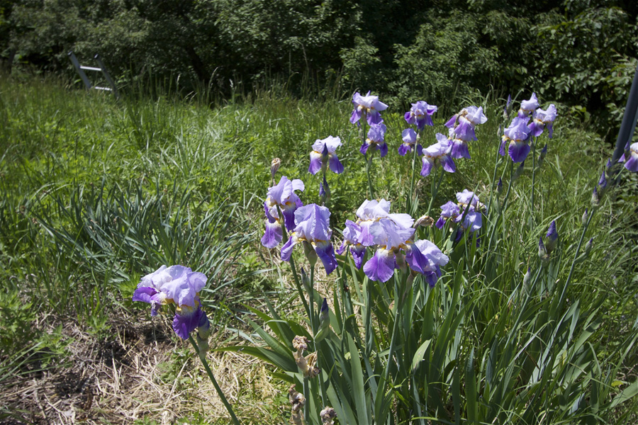 アトリエの芝置屋根のイチハツ_e0054299_8223999.jpg