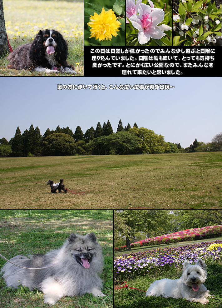 昭和の森公園_e0149903_14395835.jpg