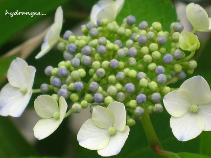 水無月の花・・・♪_c0098807_19135810.jpg