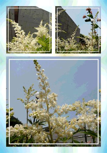 f0231709_200668.gif