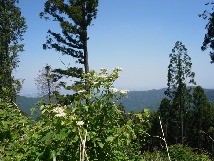 小下沢〜景信山〜小仏バス停_e0276411_19232538.jpg
