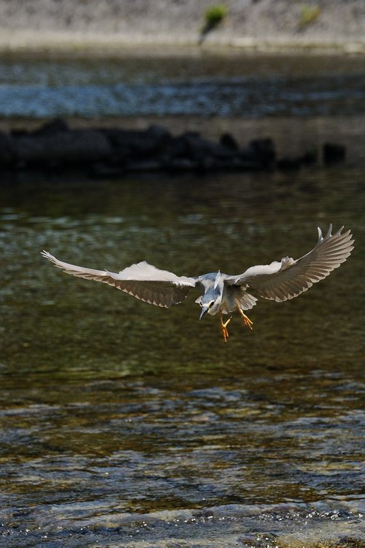 鴨川のサギ 2014始動?・其の一_f0032011_18355317.jpg