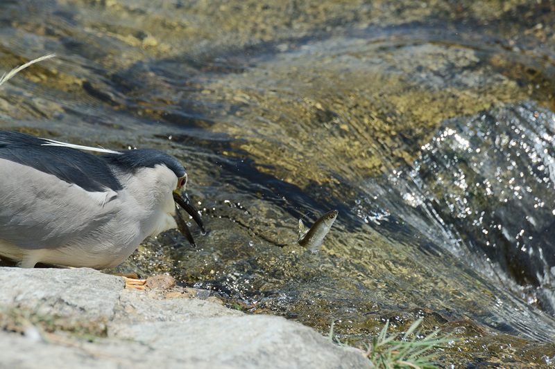 鴨川のサギ　2014始動?・其の一_f0032011_18373487.jpg