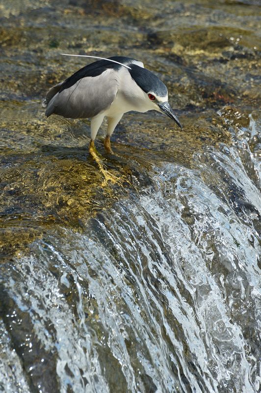 鴨川のサギ　2014始動?・其の一_f0032011_1837383.jpg