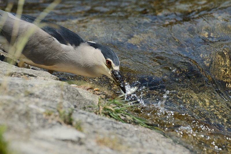 鴨川のサギ　2014始動?・其の一_f0032011_18381267.jpg