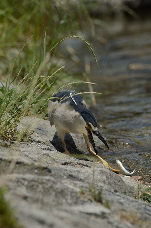 鴨川のサギ 2014始動?・其の一_f0032011_1838222.jpg