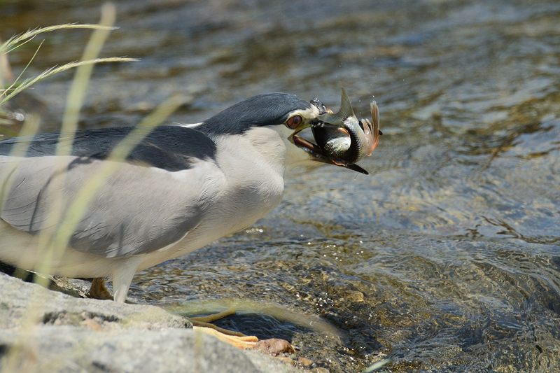 鴨川のサギ 2014始動?・其の一_f0032011_1934961.jpg