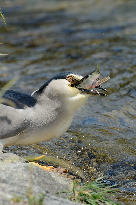 鴨川のサギ 2014始動?・其の一_f0032011_1945239.jpg
