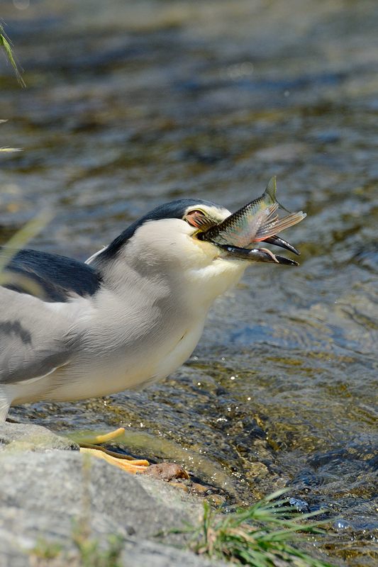 鴨川のサギ　2014始動?・其の一_f0032011_1945239.jpg