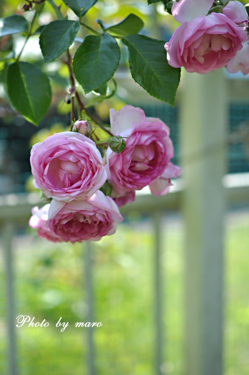 アオバズクさん と コロコロの薔薇 ジャスミーナ♪♪_e0160417_11411660.jpg