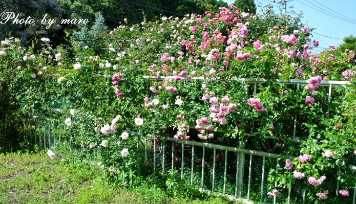 アオバズクさん と コロコロの薔薇 ジャスミーナ♪♪_e0160417_11473727.jpg