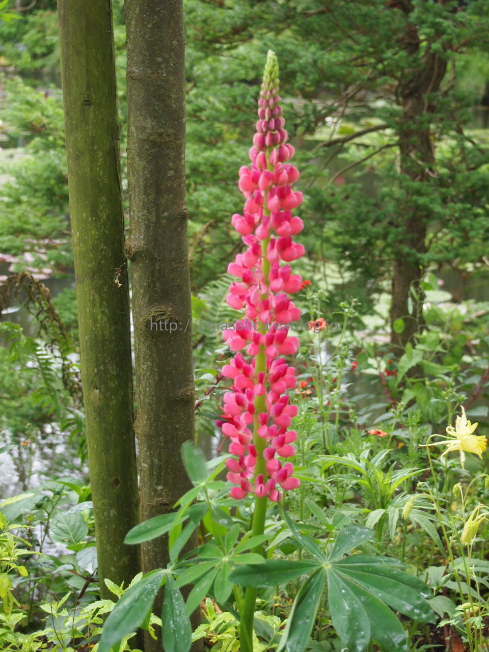 2014 / Mai /Paris ~Fleur＠Giverny~_c0172620_1422321.jpg