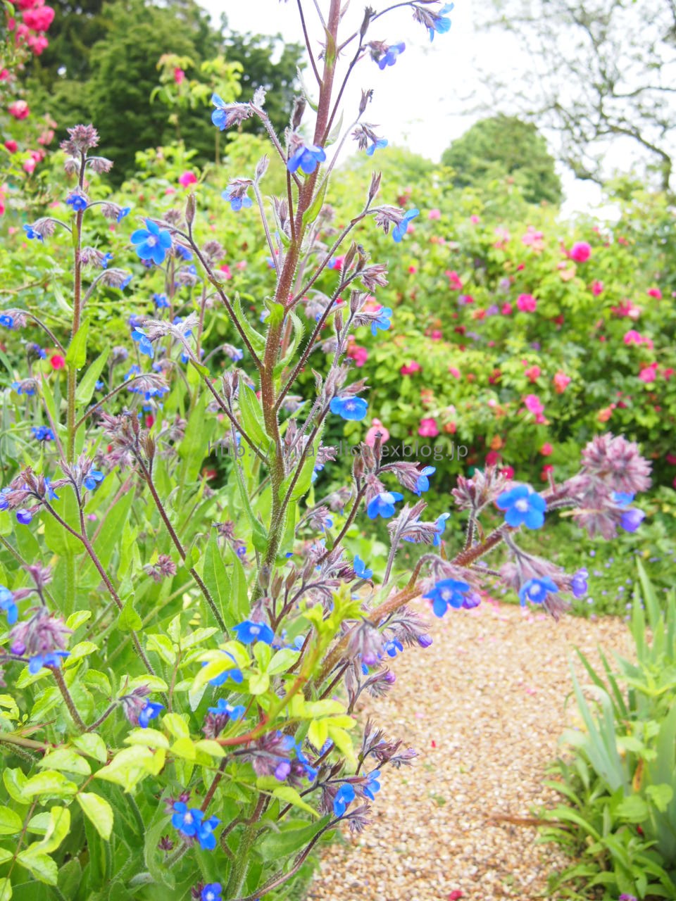 2014 / Mai /Paris ~Fleur＠Giverny~_c0172620_14584050.jpg