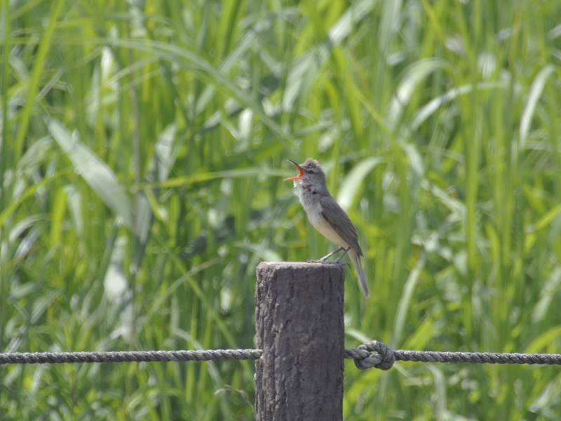 葦原の鳥たち_d0155021_2242523.jpg