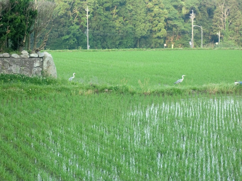 d0181824_1001648.jpg