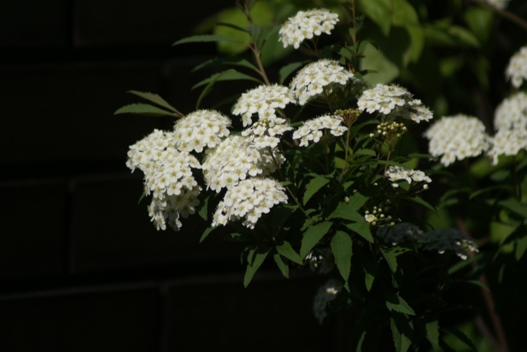 f0170524_1658462.jpg