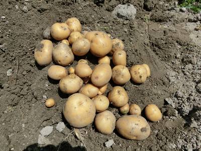 インカのめざめ の収穫 心はいつも青春