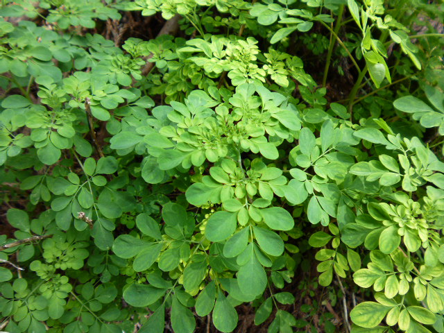 a0220528_1640230.jpg