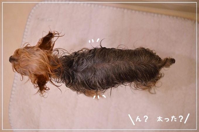 ちょっと太った?_d0179828_23363877.jpg