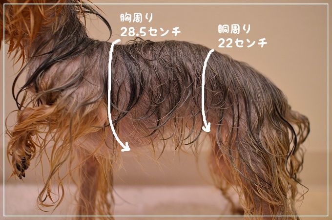 ちょっと太った?_d0179828_23412465.jpg
