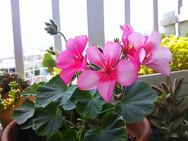 a0211435_17443195.jpg